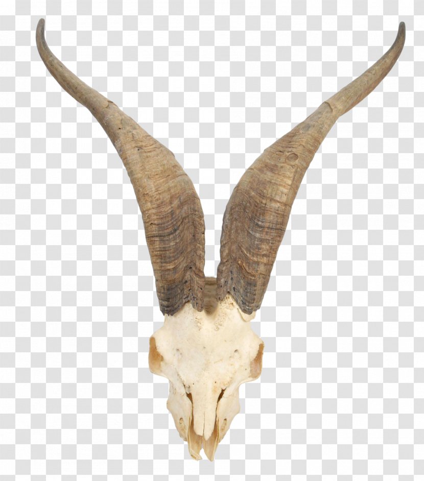 Mountain Goat Horn Skull Cattle - Trophy Transparent PNG