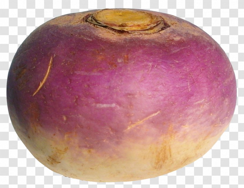 Turnip Radish Vegetable - Eintopf Transparent PNG