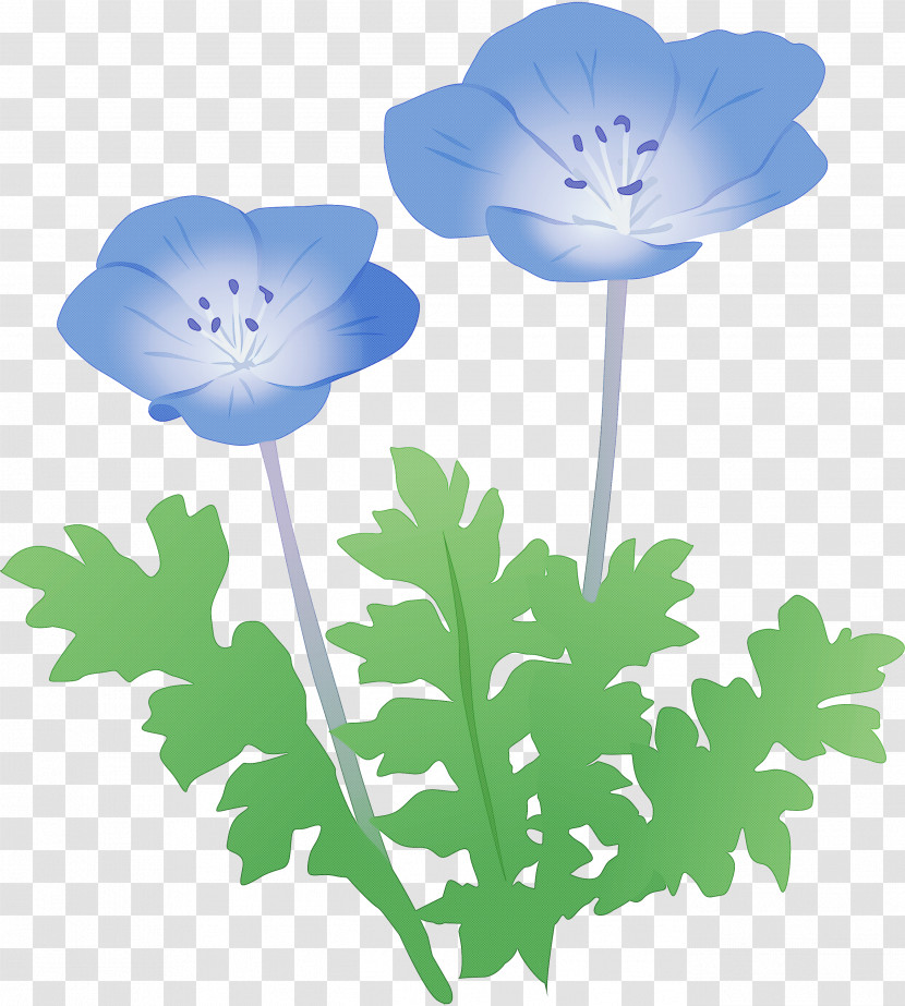 Flower Plant Petal Poppy Family Anemone Transparent PNG