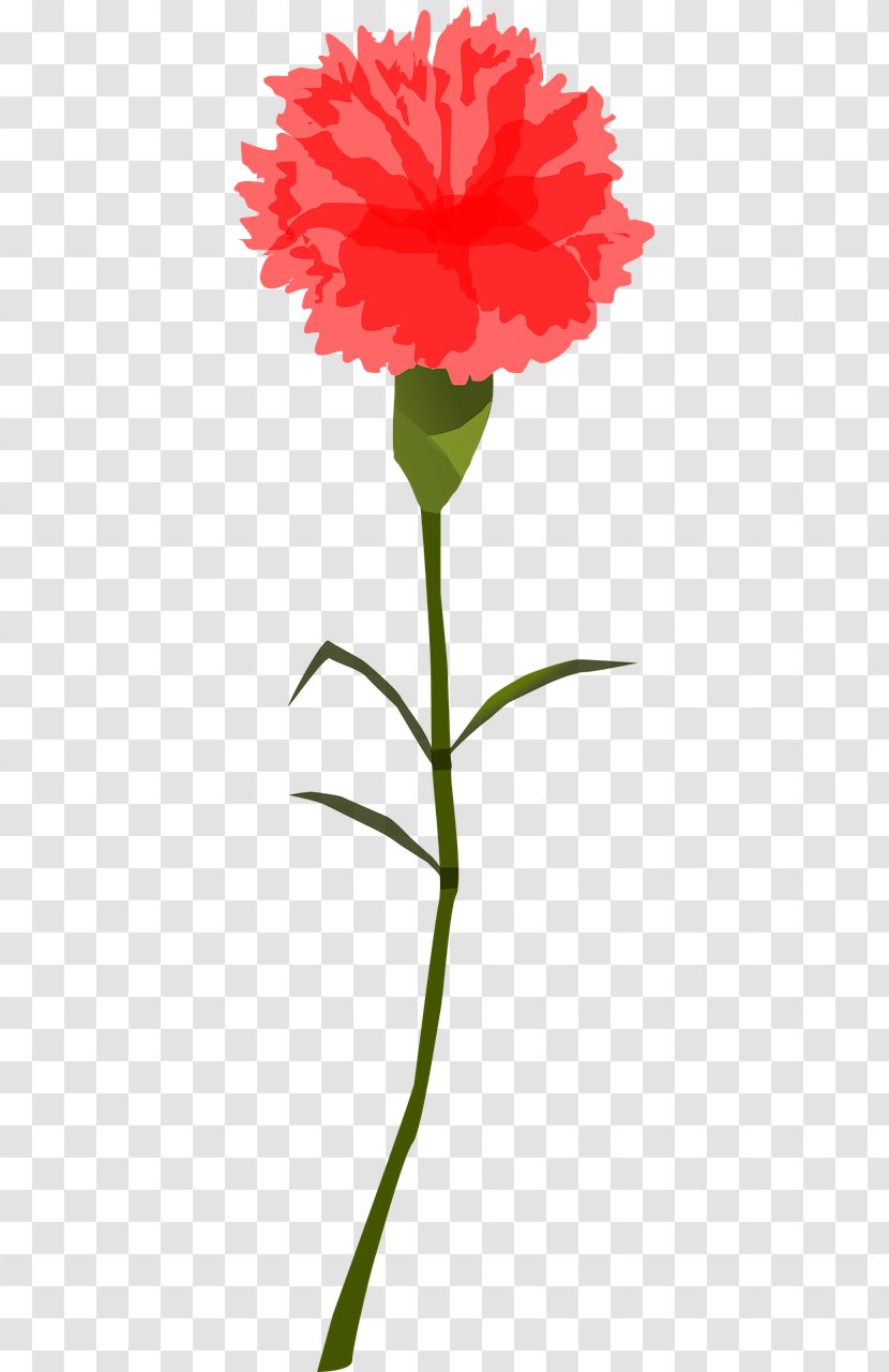 Carnation Clip Art - Plant - Clipart Flowers Transparent PNG