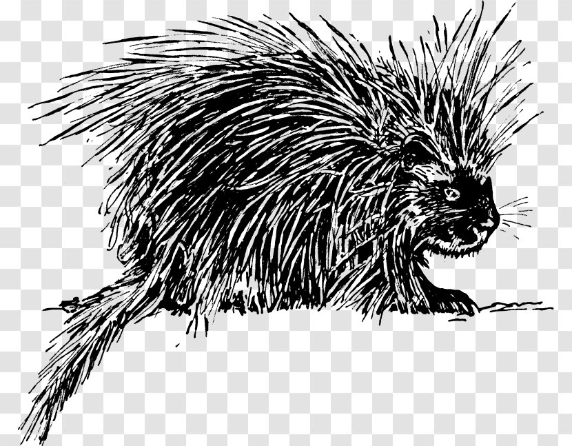 Hedgehog Porcupine Rodent Clip Art - Drawing Transparent PNG
