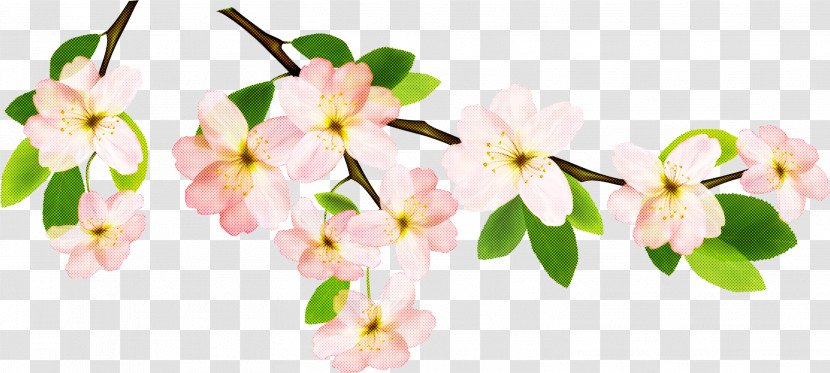 Cherry Blossom Transparent PNG