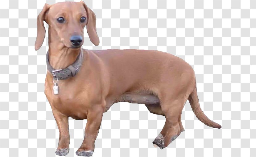Dachshund Redbone Coonhound Dog Breed Companion Longdog - Welpen Transparent PNG