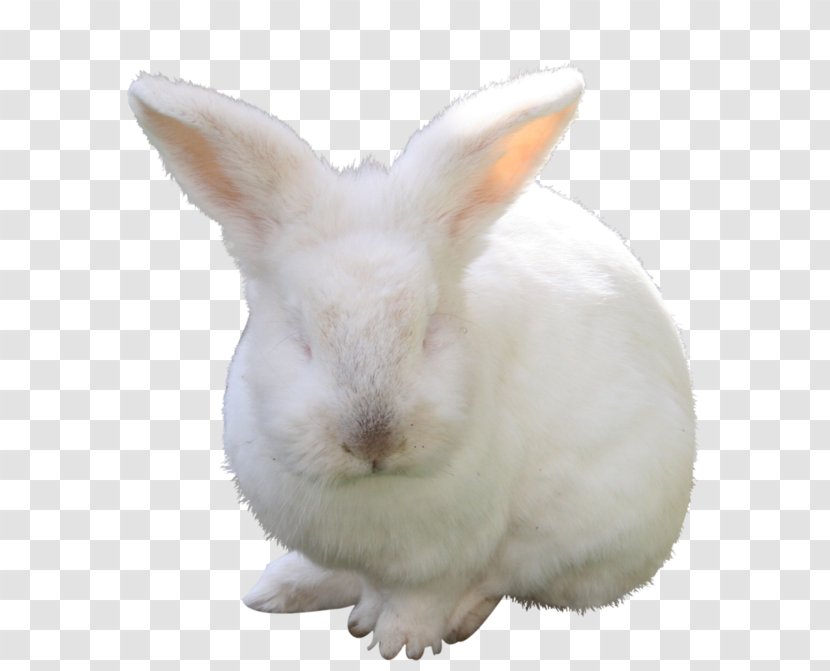 Domestic Rabbit Hare Fauna Snout - Rabits And Hares Transparent PNG