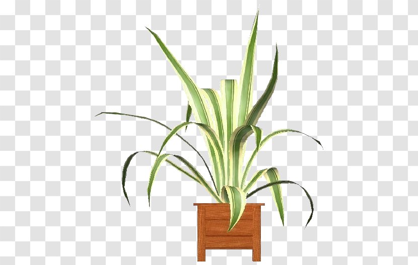 Flowerpot Houseplant Plant Flower Grass - Terrestrial Yucca Transparent PNG
