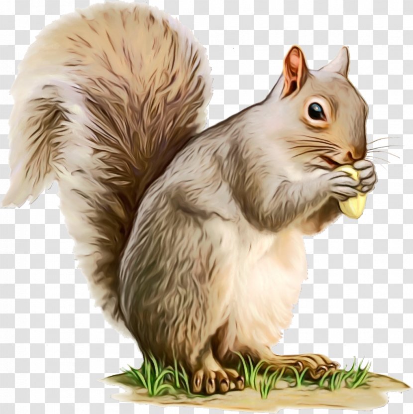 Watercolor Animal - Fox Squirrel - Fawn Transparent PNG