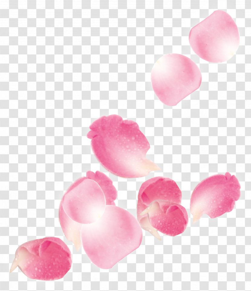 Beach Rose Petal Flower - Photography - Pink Falling Wedding Transparent PNG