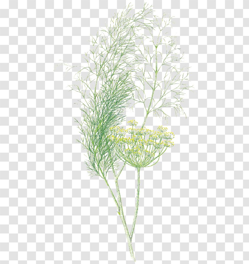 English Lavender Dill Herb Fennel Umbel - Tree - Annual Plant Transparent PNG