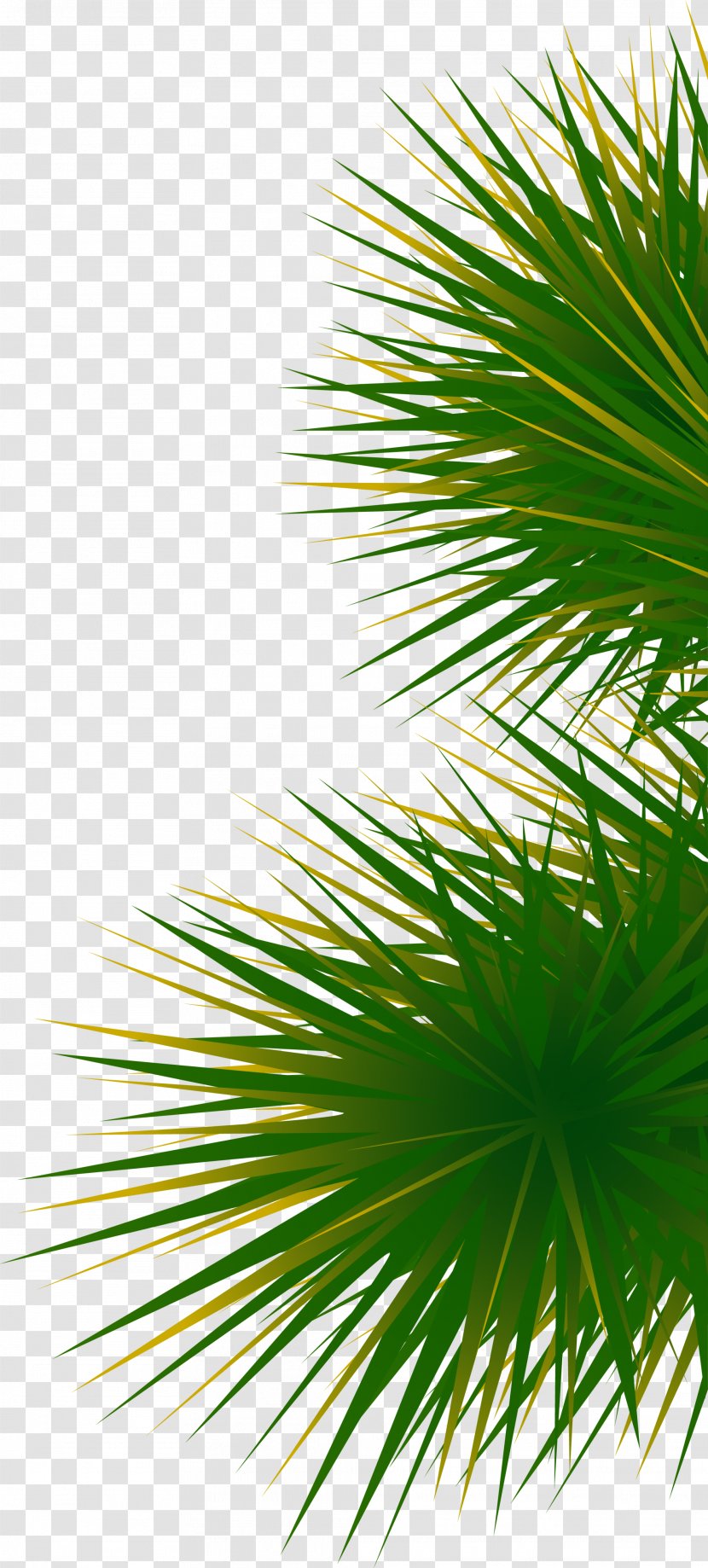 Green And Simple Grass - Asian Palmyra Palm - Borassus Flabellifer Transparent PNG
