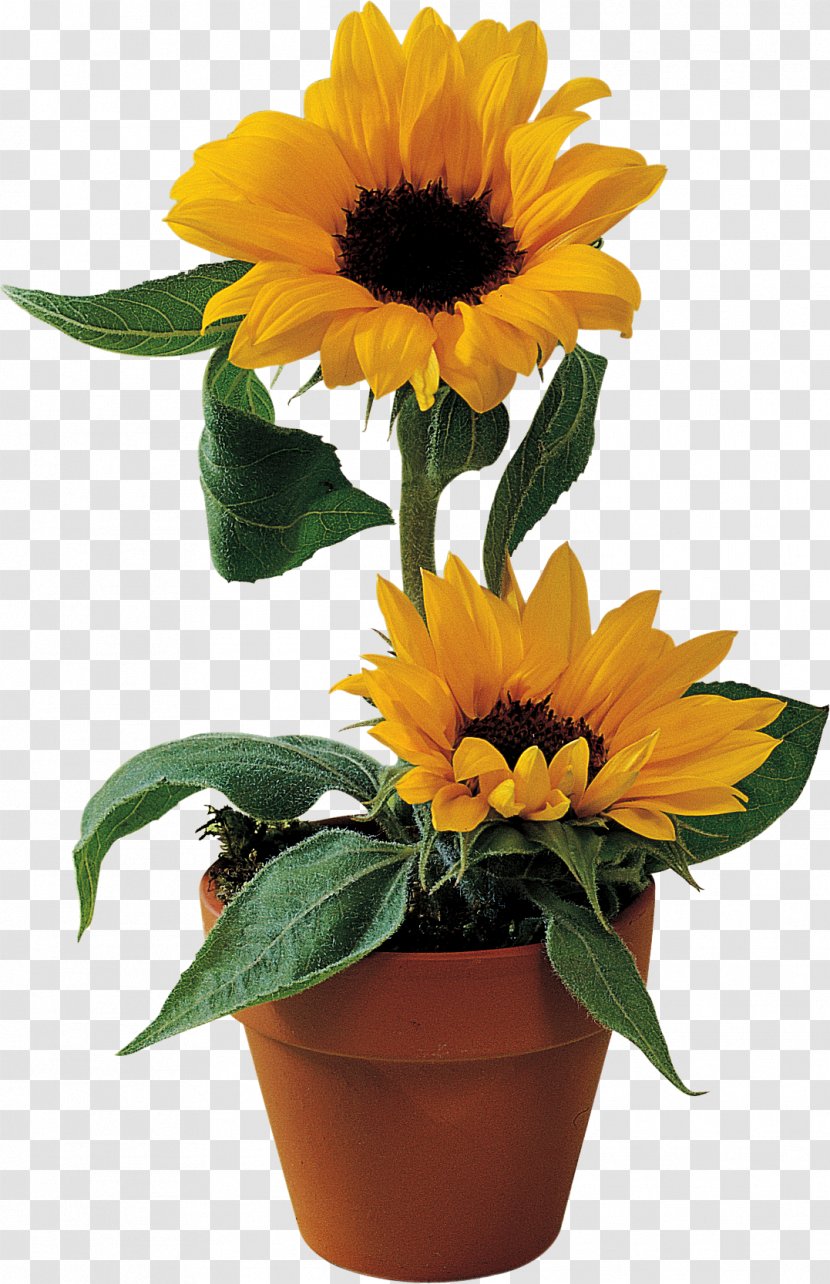 Common Sunflower Flowerpot Clip Art - Cut Flowers Transparent PNG