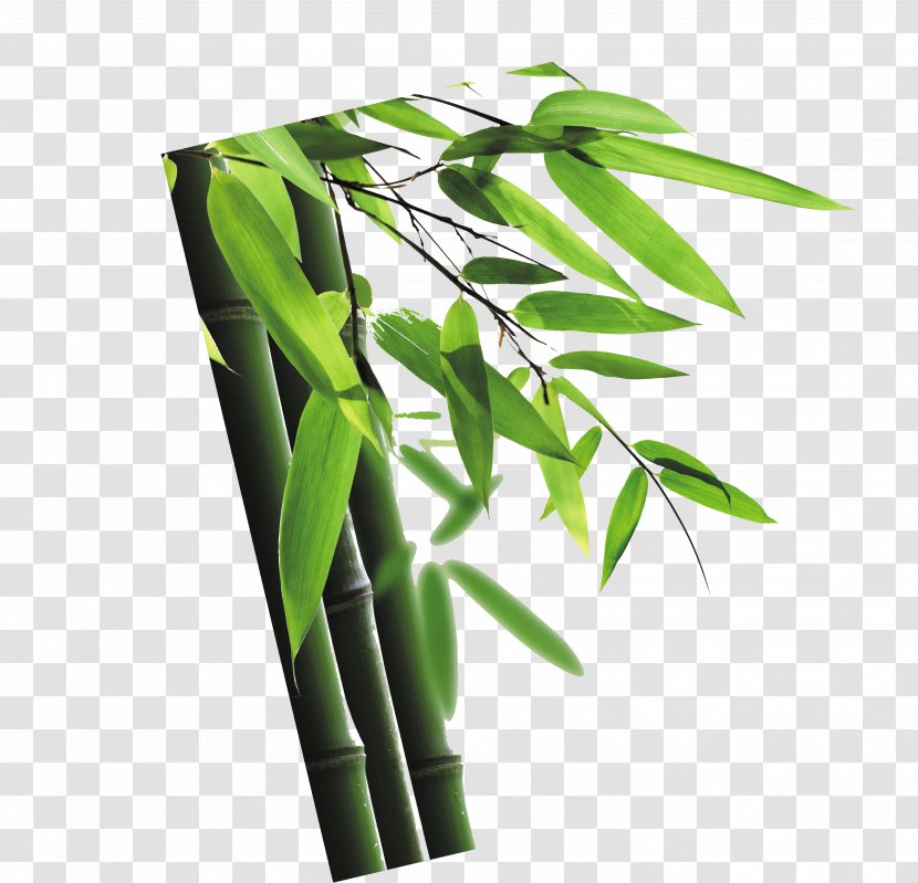 Bamboo Euclidean Vector - Resource Transparent PNG