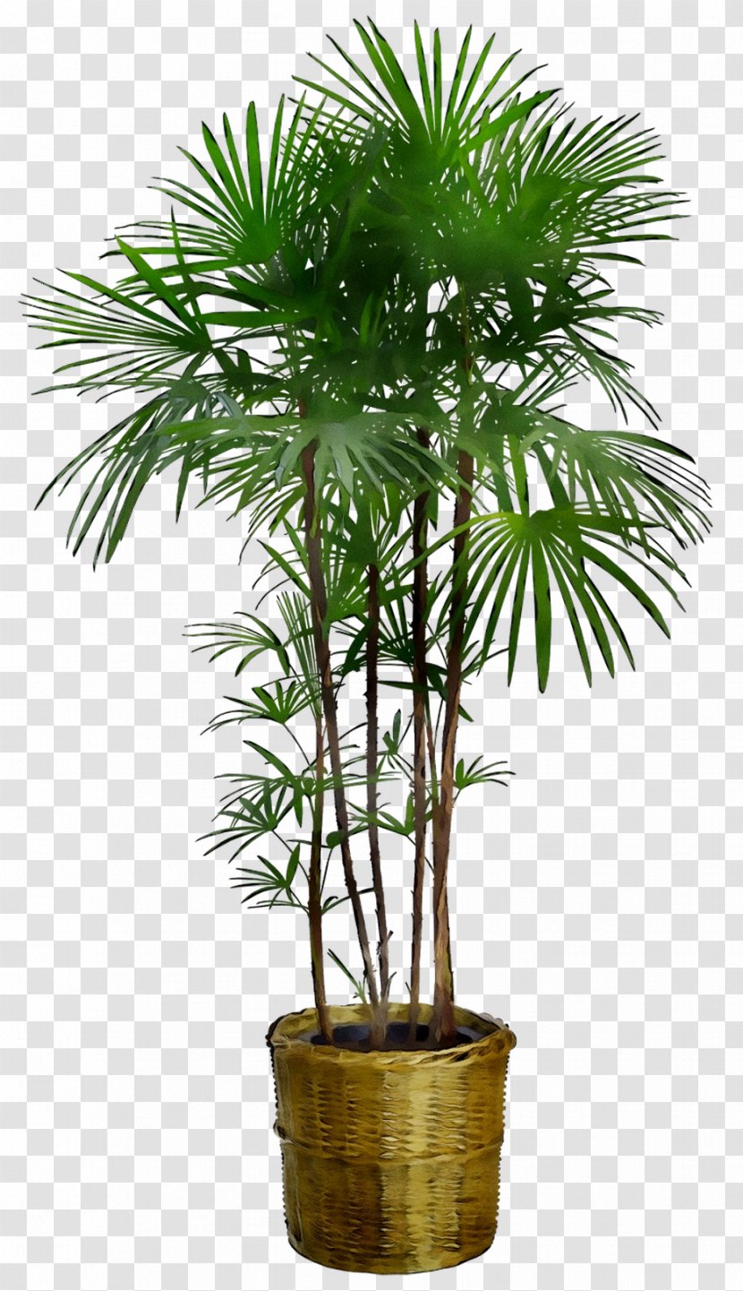 Dracaena Reflexa Houseplant Tree Plants Furniture - Arecales - Leaf Transparent PNG