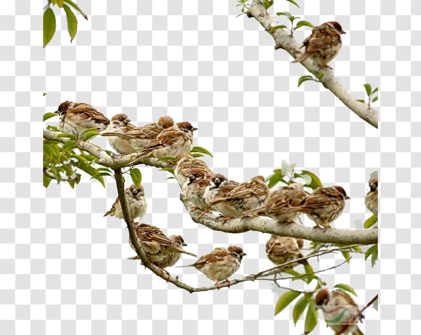 Eurasian Tree Sparrow Four Pests Campaign Mahjong Bird - A Group Of Sparrows Transparent PNG