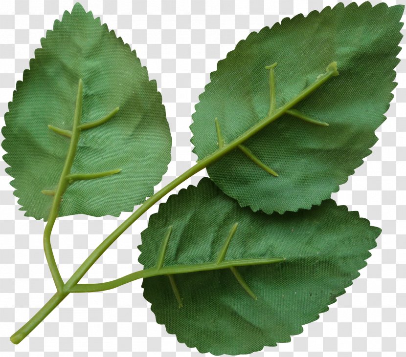 Leaf Download - Plant - Green Leaves Transparent PNG