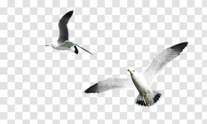 Gulls Bird Download - Fauna - White Gull Transparent PNG