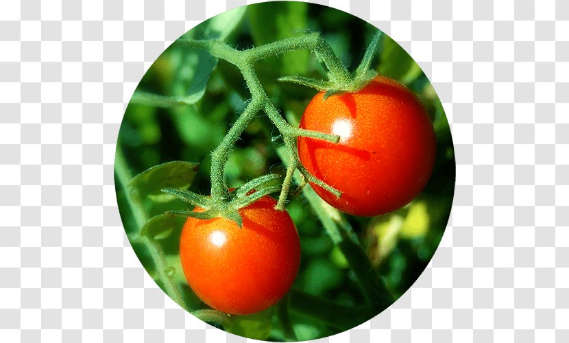Pencil Vegetable Food Herb Seed - Cherry Tomato Transparent PNG