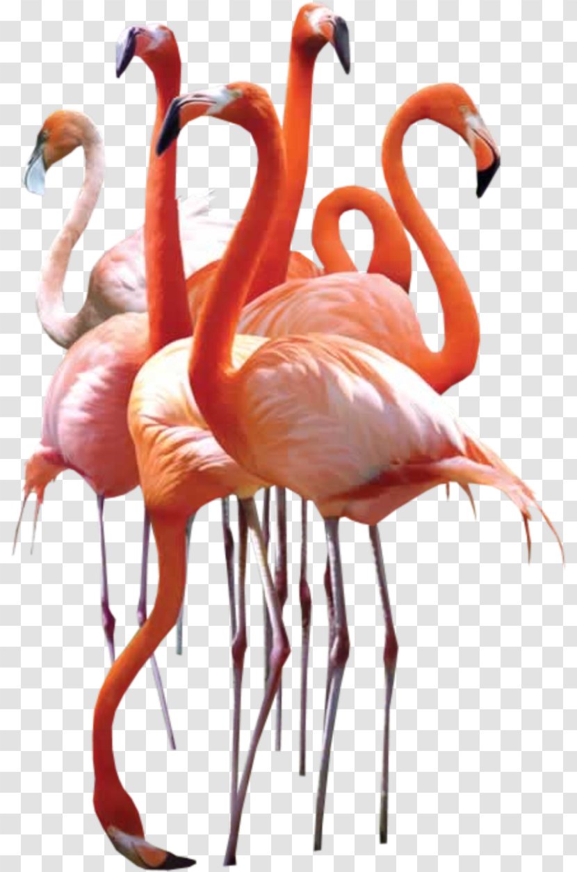 Homing Pigeon Pigeons And Doves Bird Greater Flamingo Transparent PNG