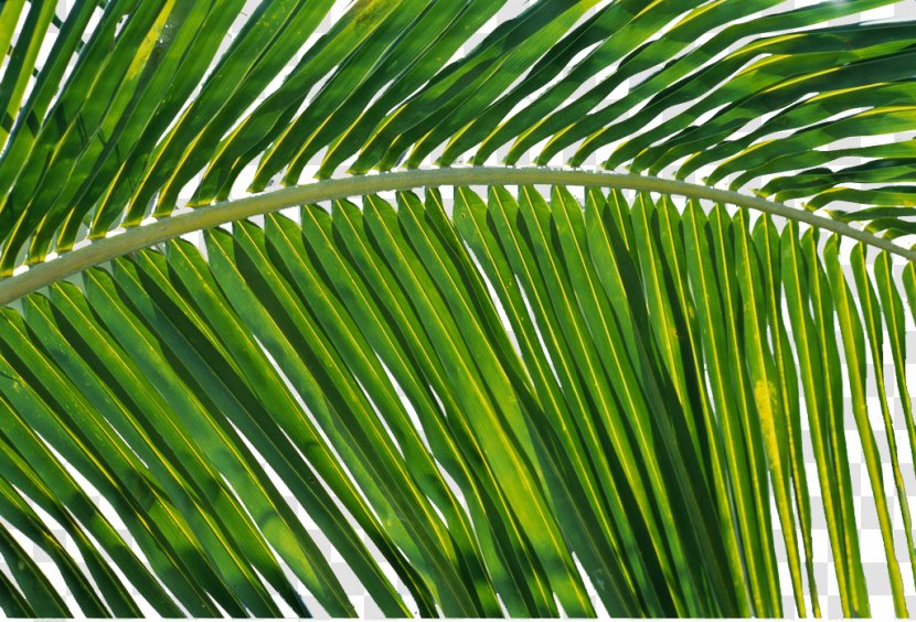 Leaf Coconut - Designer - Leaves Decorative Design Material Transparent PNG