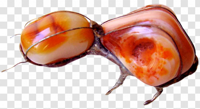 Beetle Pest Insect Transparent PNG