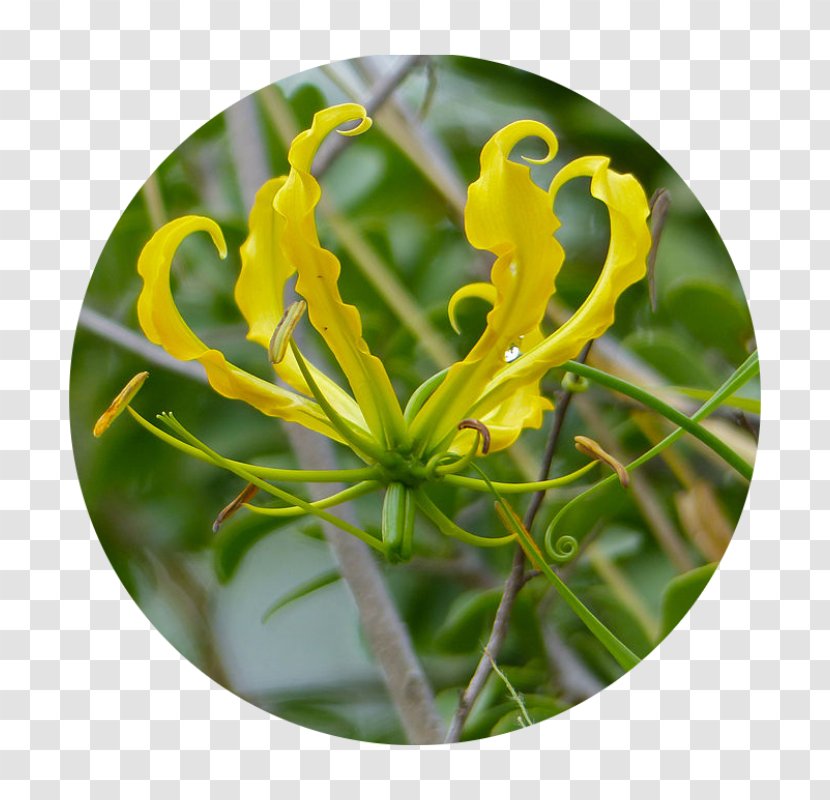 Honeysuckle ஆம்பல் மலர் Flame Lily Vine Plant Stem - Fire Lilies Transparent PNG