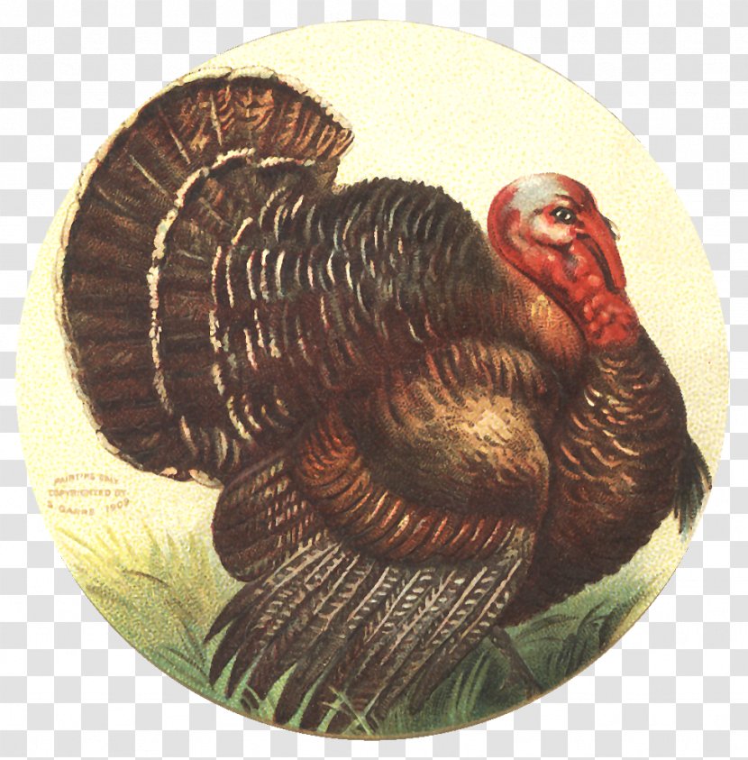 Wild Turkey Domestic Thanksgiving Meat - Ellen Clapsaddle Transparent PNG