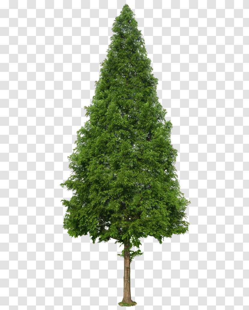 Pine Tree Landscape Architecture Populus Nigra - Christmas Transparent PNG