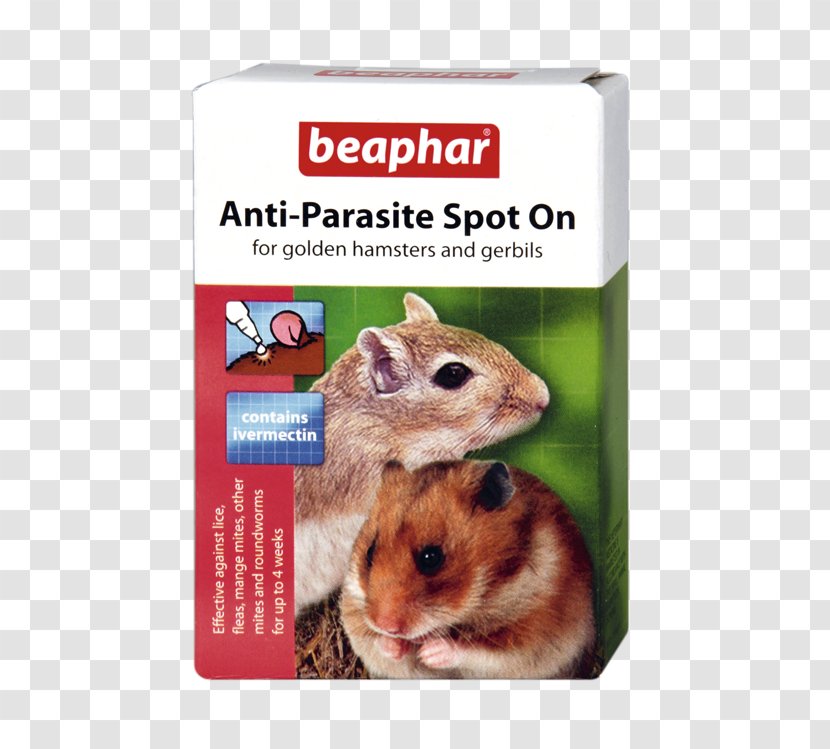 Golden Hamster Hamsters & Gerbils And Gerbil - Muroidea - Pet Connection Transparent PNG