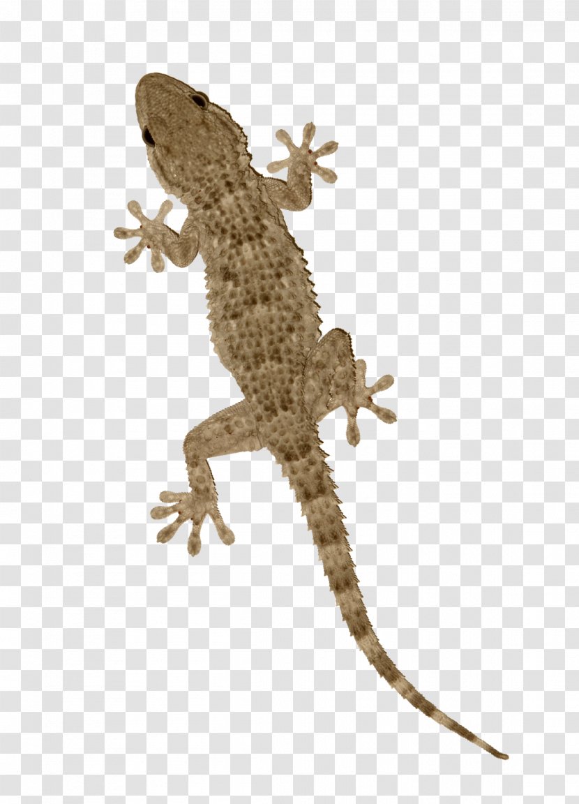 Agama Tokay Gecko Lizard Reptile - Agamidae Transparent PNG