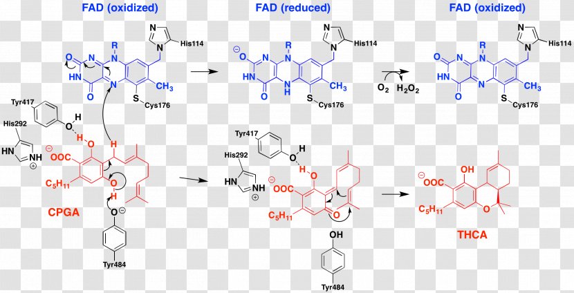 Tetrahydrocannabinolic Acid Synthase Decarboxylation Enzyme Cannabinoid - Mechanism Transparent PNG