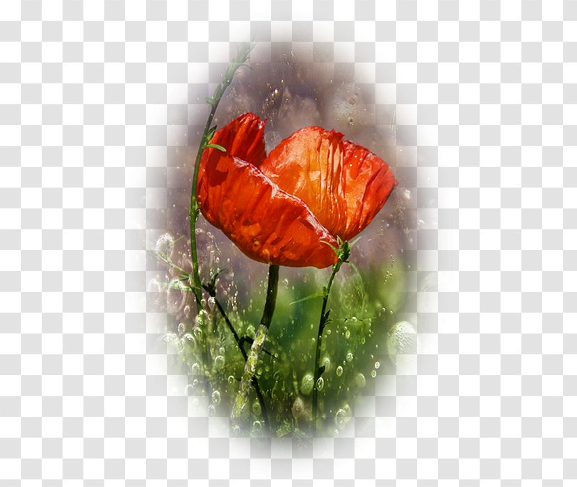 Flower Love - Corn Poppy - Wildflower Petal Transparent PNG
