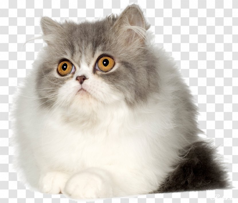 Persian Cat Kitten British Semi-longhair Shorthair Asian - Fur - Cats Transparent PNG