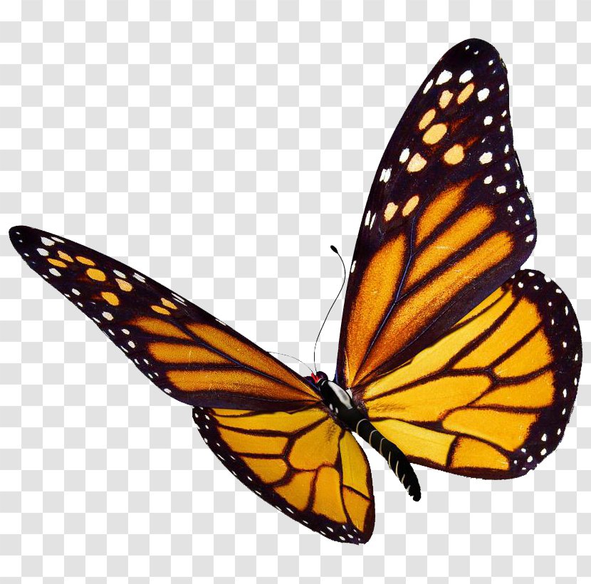 Monarch Butterfly Desktop Wallpaper Clip Art - Flock Transparent PNG