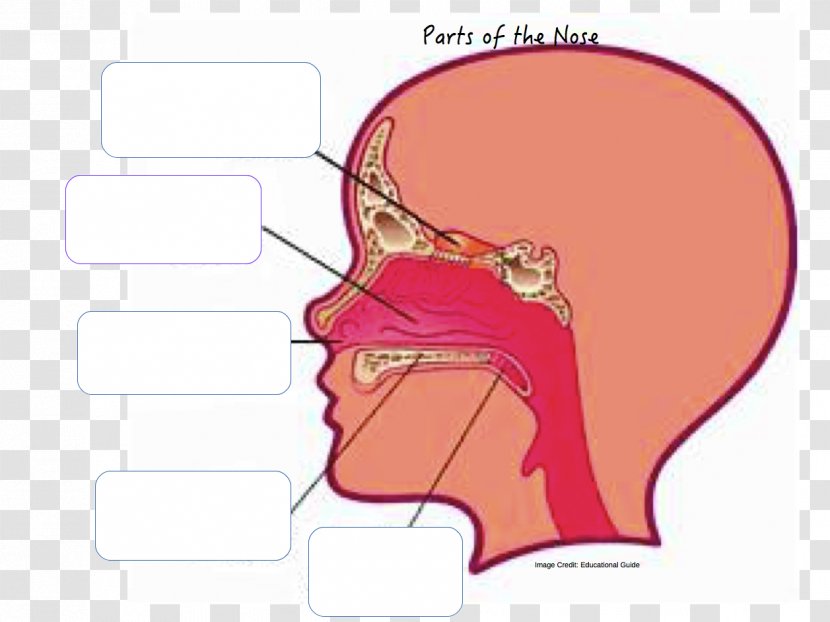 Anatomy Of The Human Nose Nasal Cavity Nostril - Silhouette Transparent PNG