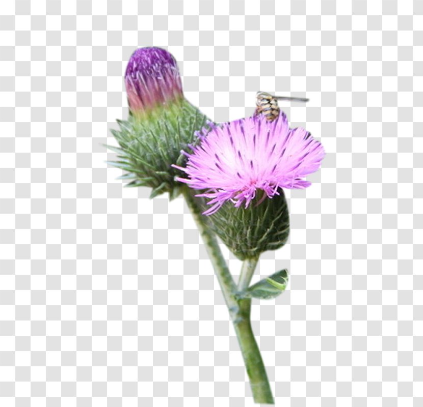Milk Thistle Greater Burdock - Silybum - A Flower Picture Material Transparent PNG