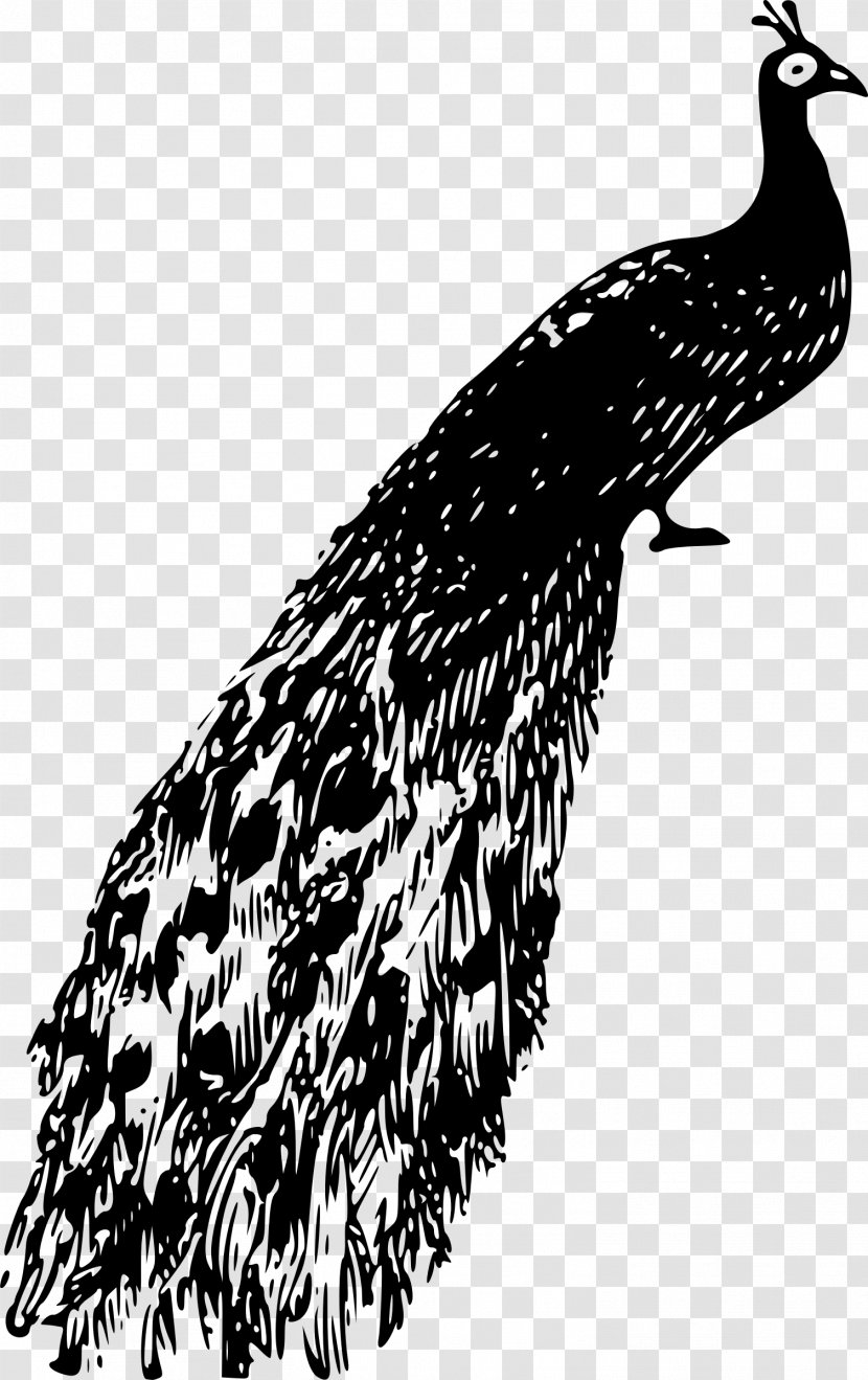 Bird Peafowl Clip Art - Animal Transparent PNG