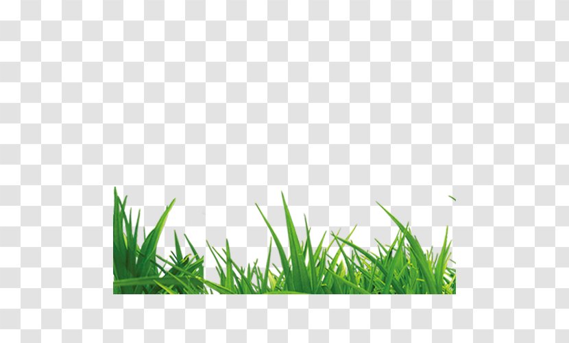 Handbook Of Green Energy Microchloa Grass - Lawn Transparent PNG
