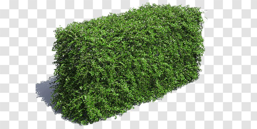 Green Grass Background - Lawn - Flower Aonori Transparent PNG