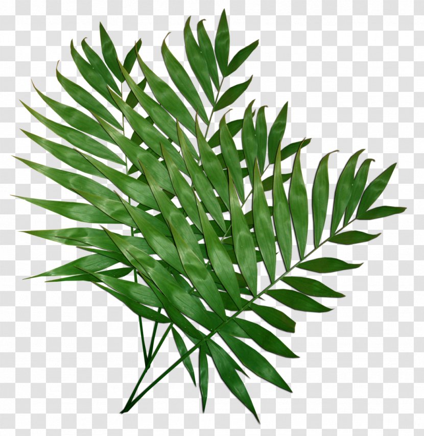 Leaf Plant Clip Art - Green Leaves Transparent PNG