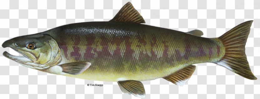 Chum Salmon Perch Chinook Coho - Bony Fish Transparent PNG
