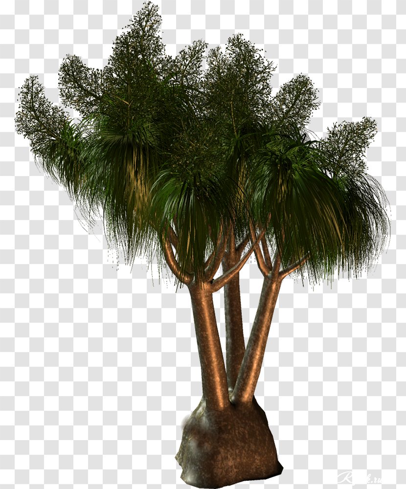 Arecaceae Babassu Tree Clip Art Transparent PNG