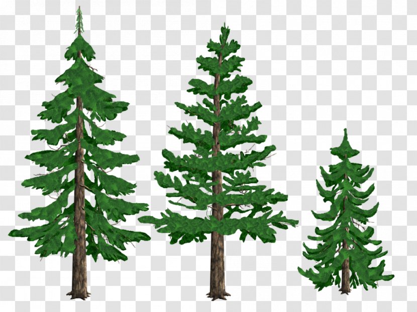 Pine Drawing Tree Conifers Fir - Silhouette Transparent PNG