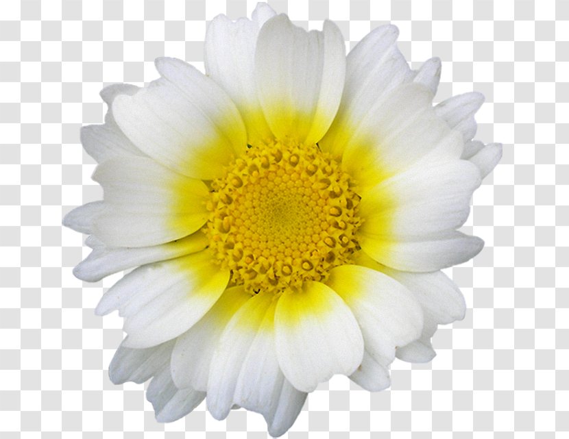 Marguerite Daisy Common Oxeye Image - Aster - Camomille Streamer Transparent PNG
