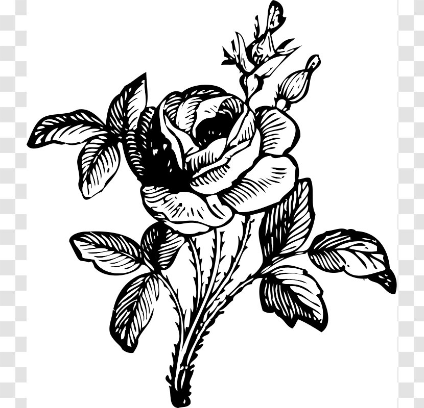 Rose Flower Drawing Clip Art - Free Pictures Transparent PNG
