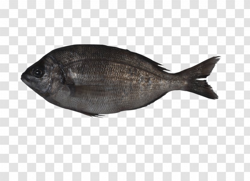 Sole Fish Products Oily Milkfish - Flatfish Transparent PNG