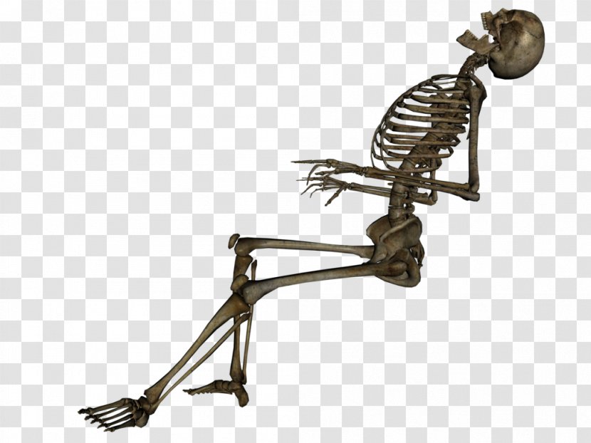 Human Skeleton Skull - Death - Image Transparent PNG