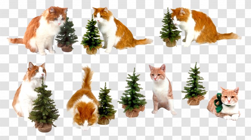 Cat New Year Tree Clip Art - Fur Transparent PNG
