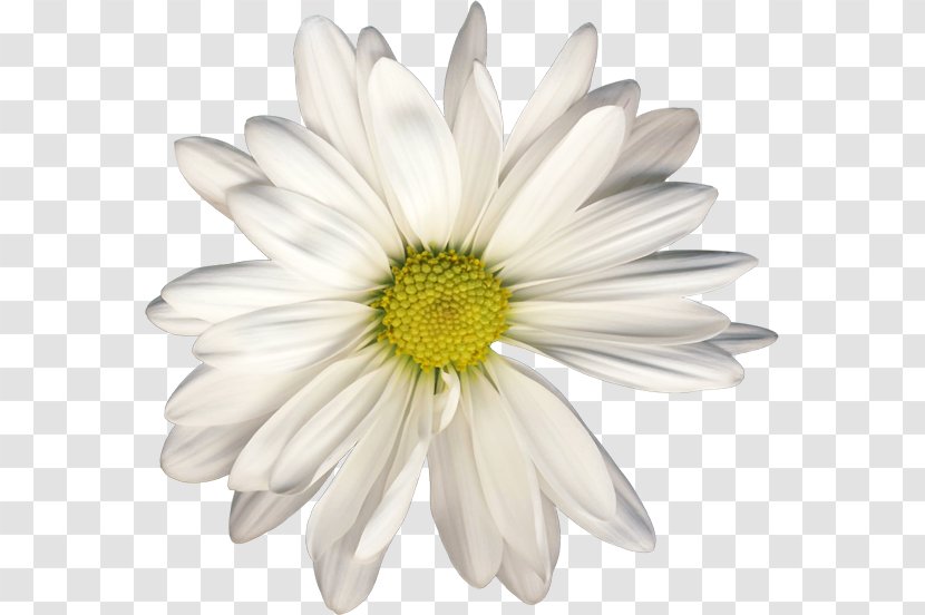 Chamomile Clip Art Raster Graphics Oxeye Daisy - Drawing Transparent PNG