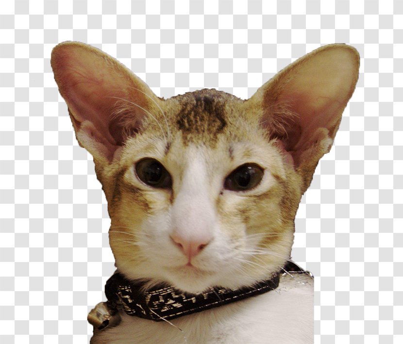 Oriental Shorthair German Rex European Cornish Whiskers - Cat Like Mammal - Snout Transparent PNG