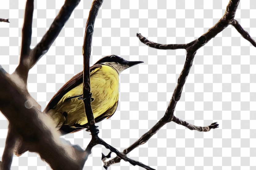 Birds Finches Beak Twig Tree Transparent PNG