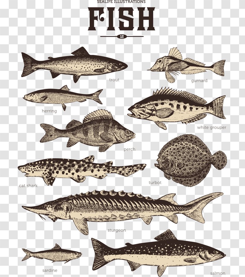 Royalty-free Sardine Photography Illustration - Organism - Vector Striped Fish Transparent PNG